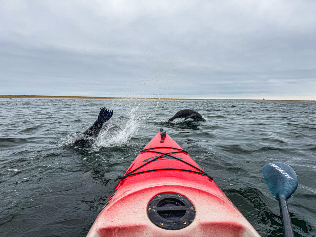 Kayak with the seals at Pelican Point