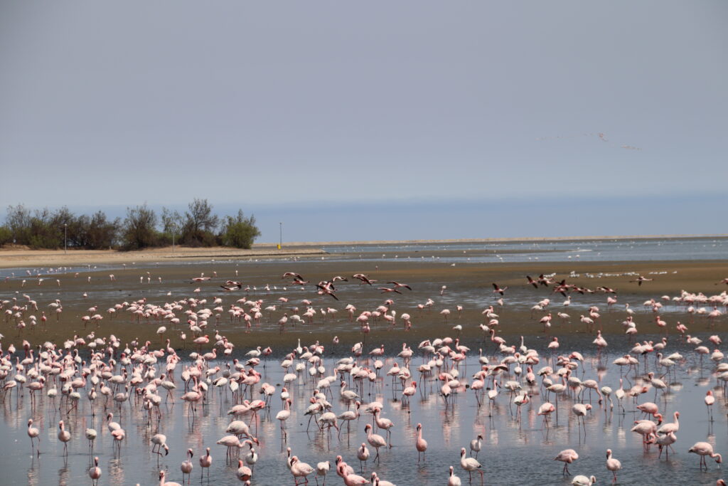 Walvis Bay Lagoon Flamingos